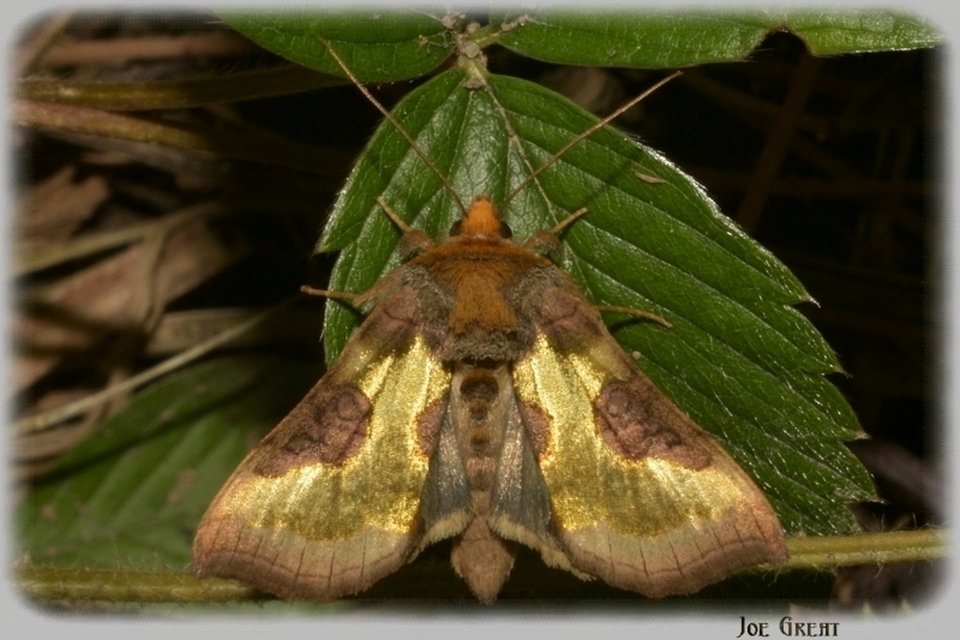 Diachrysia stenochrysis - rejtőző aranybagoly