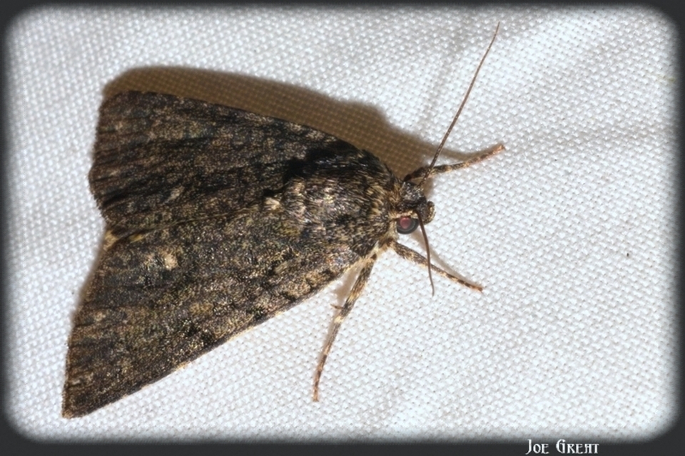 Acronicta rumicis - sóska-szigonyosbagoly