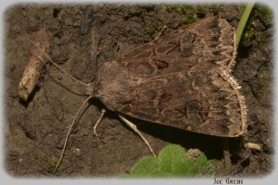 Agrotis bigramma - kétjegyű földibagoly