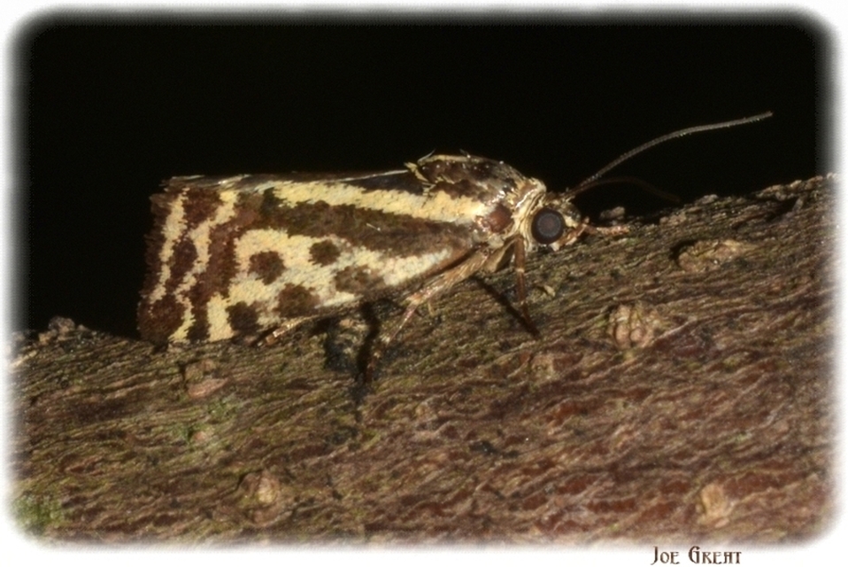 Emmelia trabealis - zebrabagoly