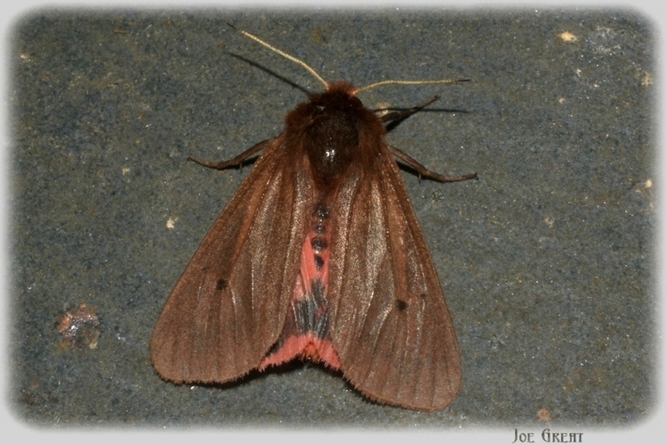 Phragmatobia fuliginosa - füstös medvelepke