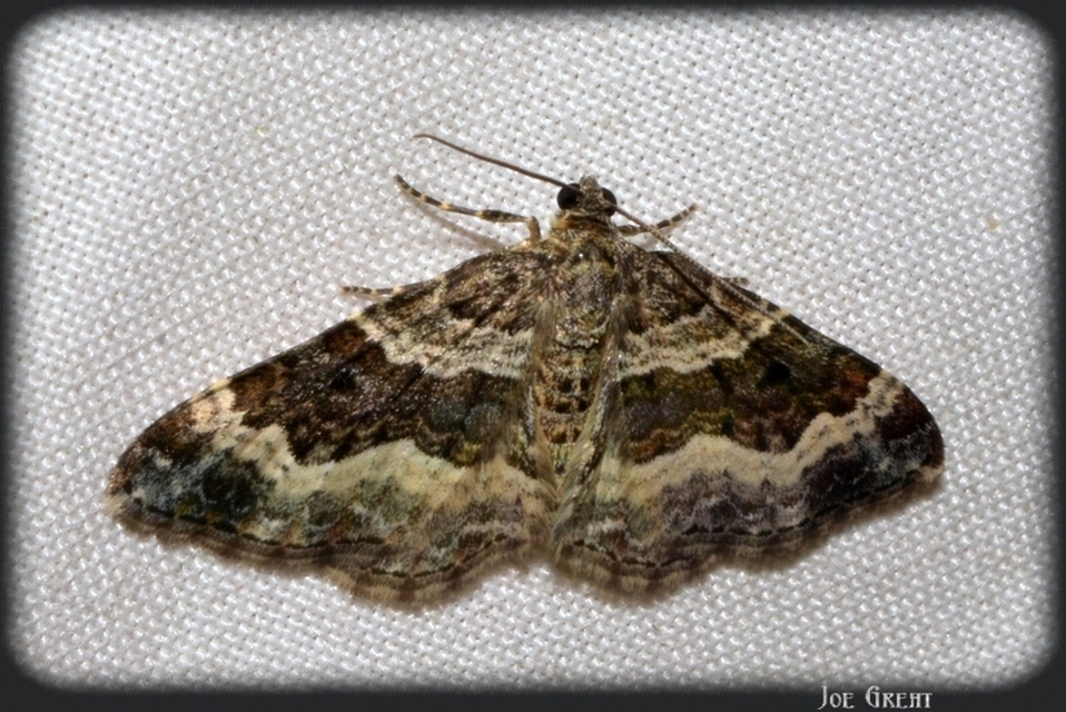 Epirrhoe alternata - galaj-tarkaaraszoló