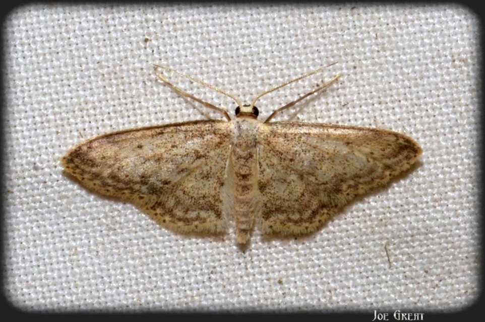 Idaea seriata - szürke apróaraszoló