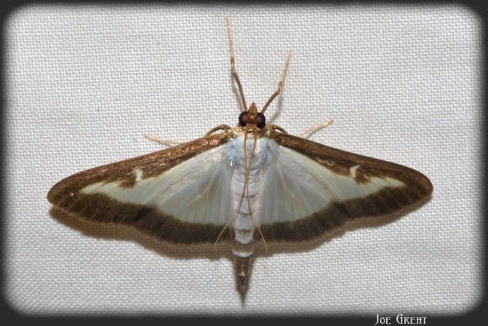 Cydalima perspectalis - puszpáng-tűzmoly