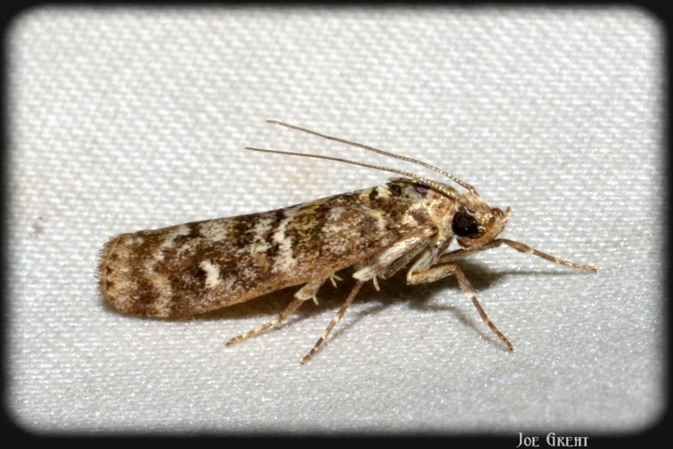 Pyralidae - fényiloncák