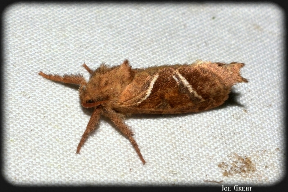 Triodia sylvina - kis gyökérrágólepke