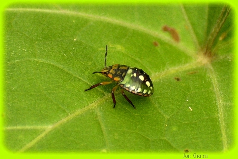Nezara viridula - zöld vándorpoloska