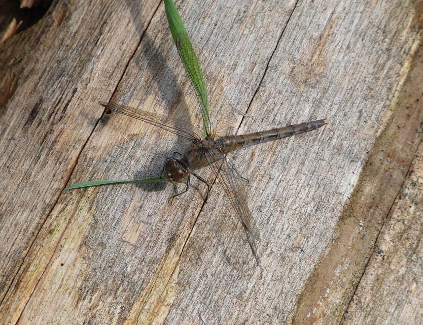 Sympetrum striolatum - harántsávos katona-szitakötő