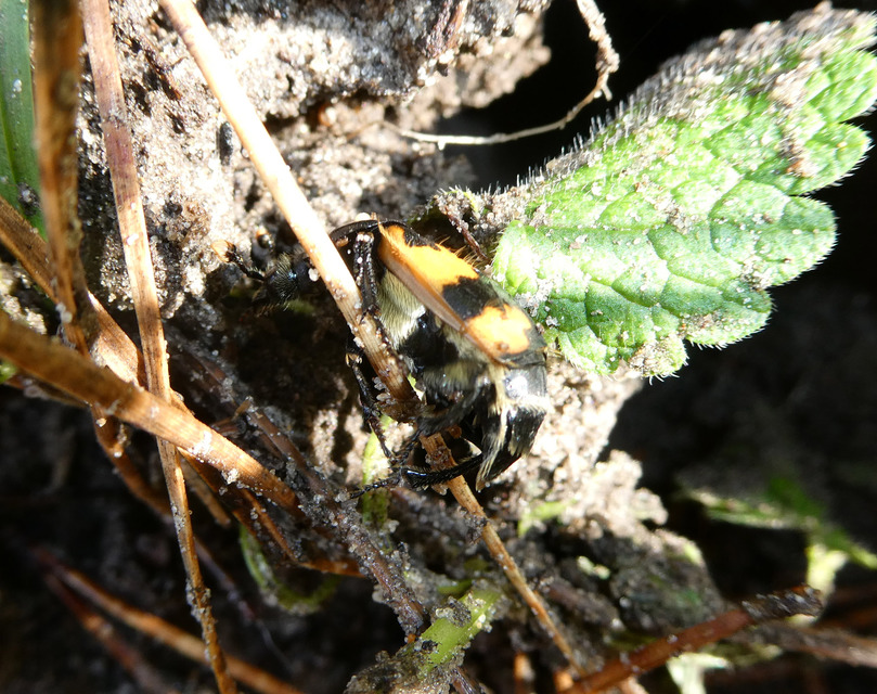 Nicrophorus vespillo - közönséges temetőbogár