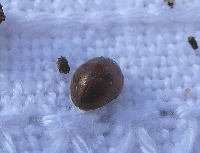 Cynegetis impunctata - pázsitfűböde