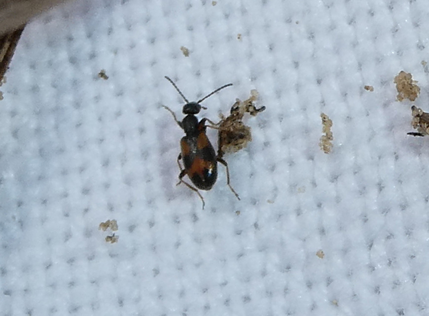 Anthicus antherinus - közönséges fürgebogár