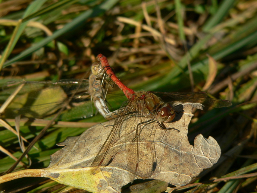 Sympetrum striolatum - harántsávos katona-szitakötő