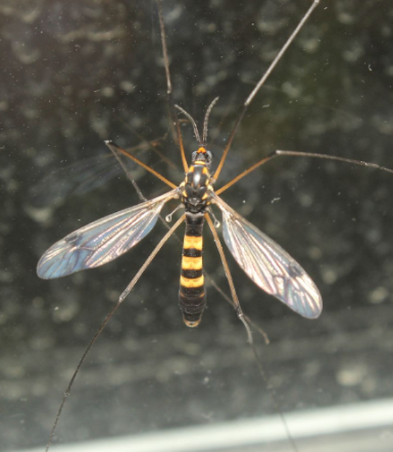 Nephrotoma crocata