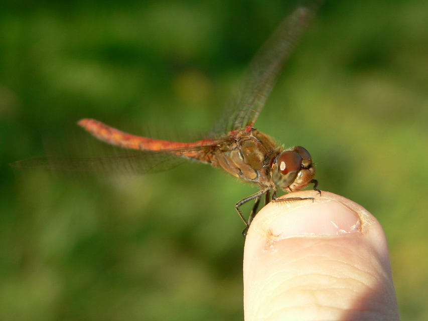 Sympetrum striolatum - harántsávos katona-szitakötő