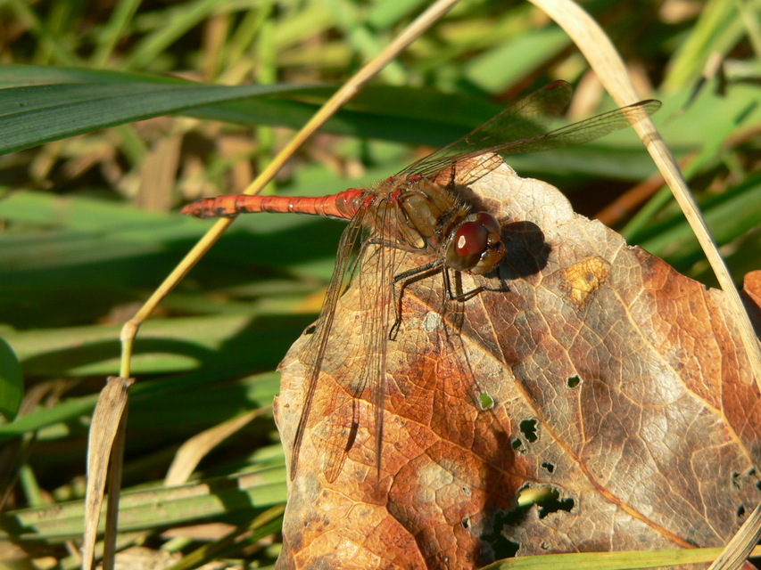 Sympetrum striolatum - harántsávos katona-szitakötő