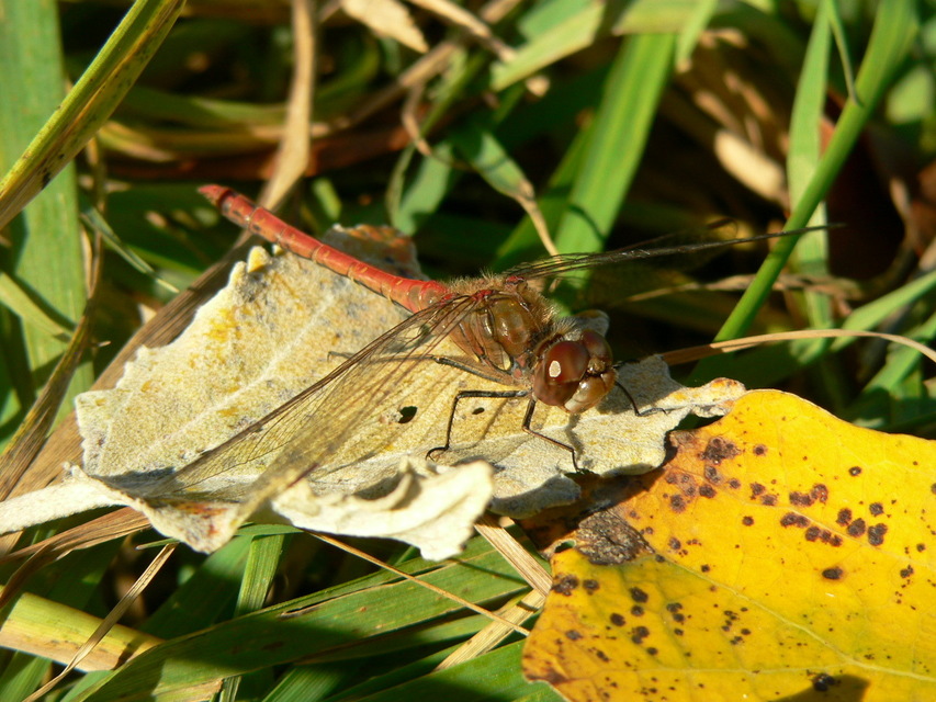 Sympetrum striolatum - harántsávos katona-szitakötő