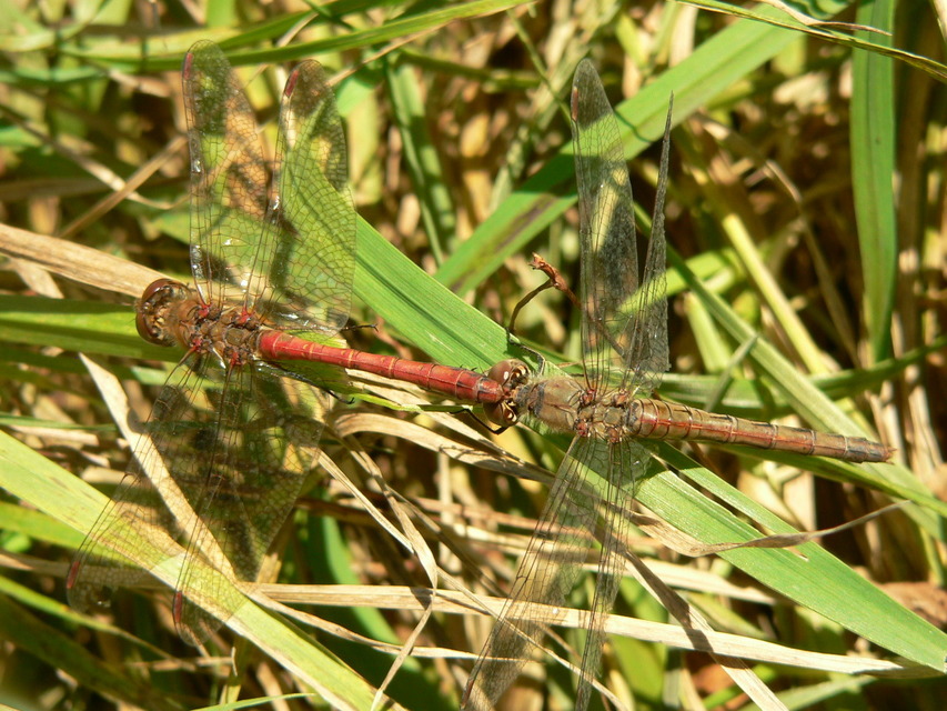 Sympetrum striolatum/vulgatum