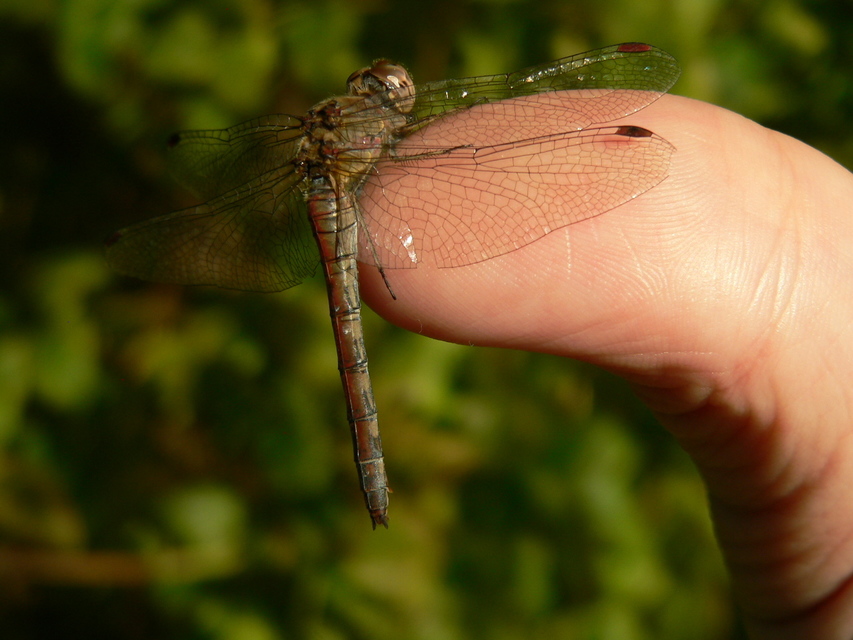 Sympetrum striolatum - harántsávos katona-szitakötő
