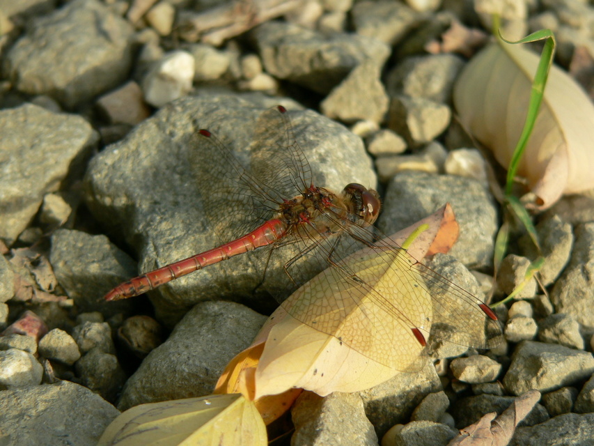 Sympetrum striolatum - harántsávos katona-szitakötő