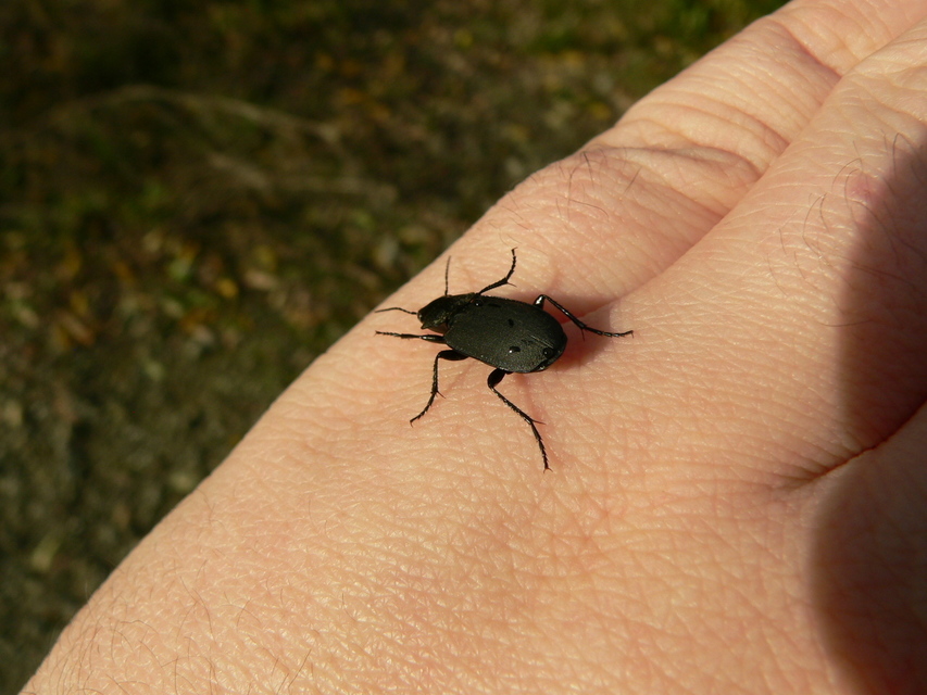 Licinus cassideus - nagy pajzsosfutonc