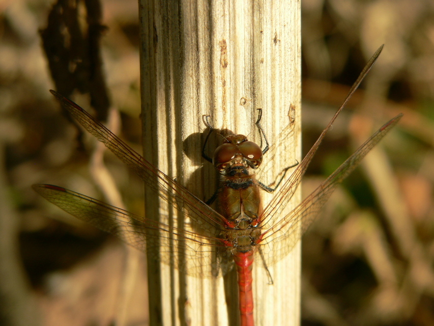 Sympetrum striolatum - harántsávos katona-szitakötő