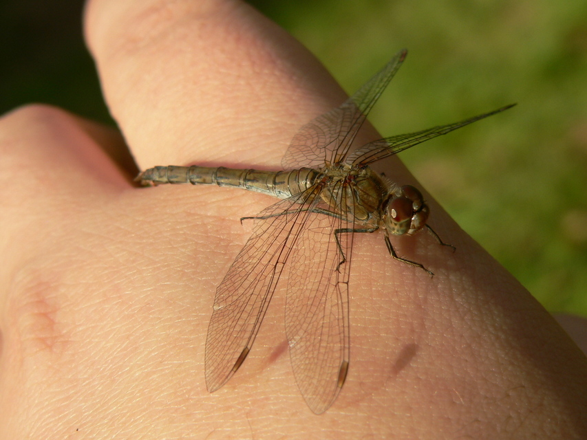 Sympetrum striolatum - harántsávos katona-szitakötő