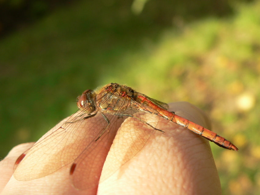Sympetrum striolatum - harántsávos katona-szitakötő