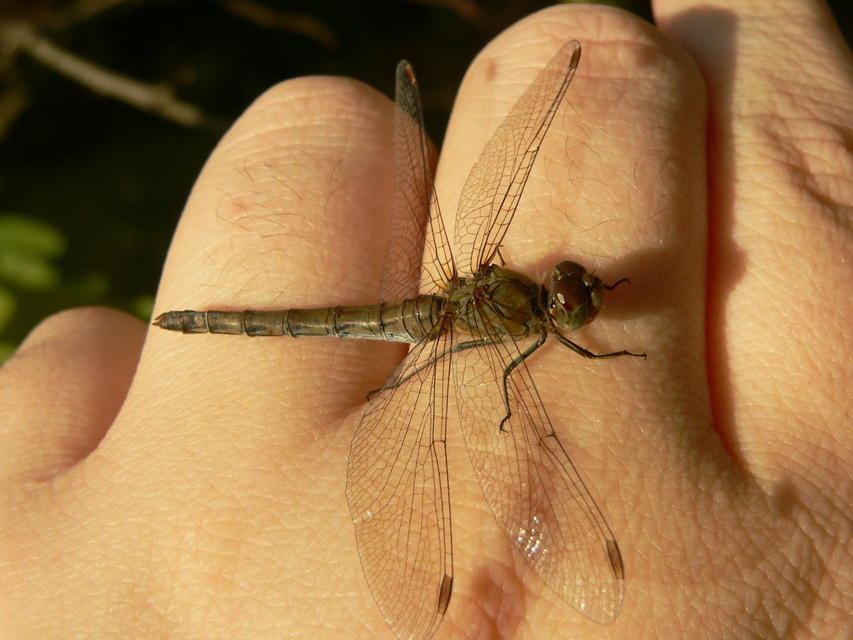 Sympetrum striolatum - harántsávos katona-szitakötő
