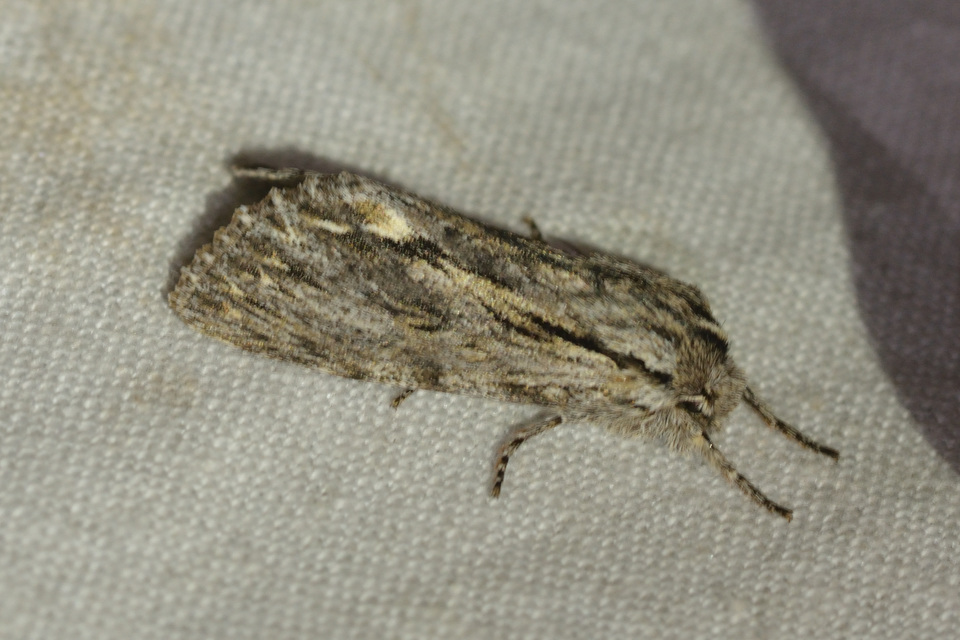 Asteroscopus sphinx - csillagnéző bundásbagoly