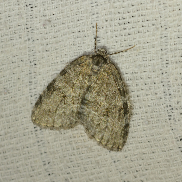 Epirrita christyi/dilutata