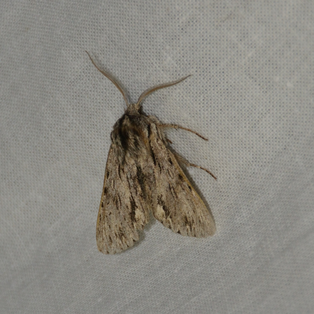 Asteroscopus sphinx - csillagnéző bundásbagoly