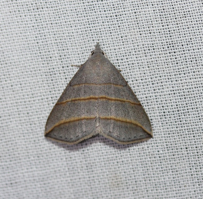 Colobochyla salicalis - háromsávos törpebagoly