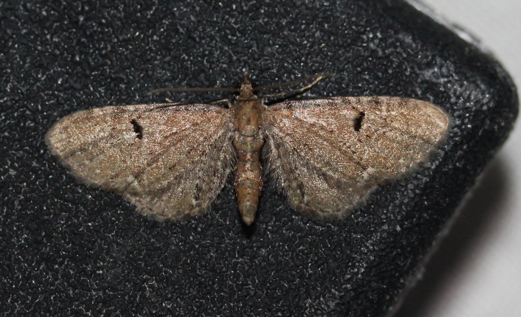 Eupithecia absinthiata - üröm-törpearaszoló