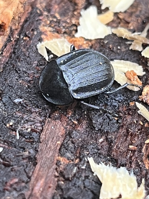 Phosphuga atrata - bordás csigarabló