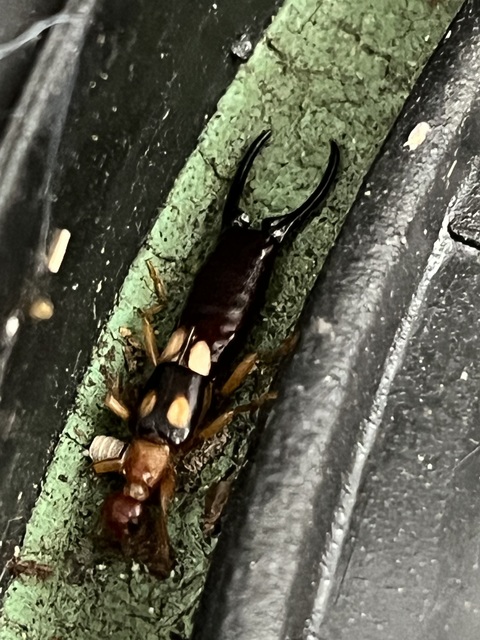 Forficula smyrnensis - szmirnai fülbemászó