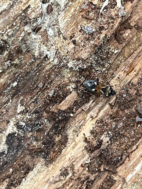 Raglius alboacuminatus - tarka díszesbodobács