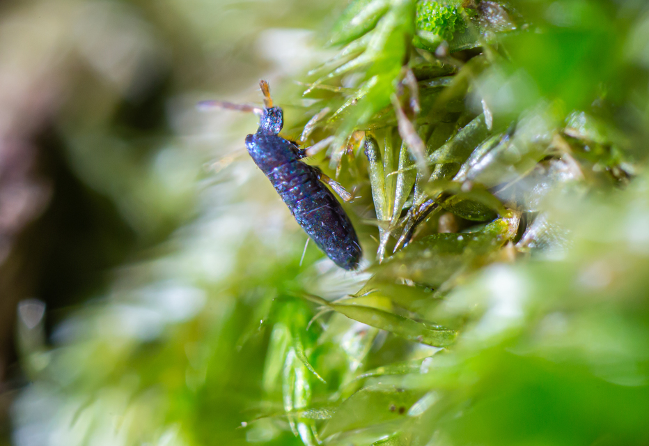 Collembola - Ugróvillások