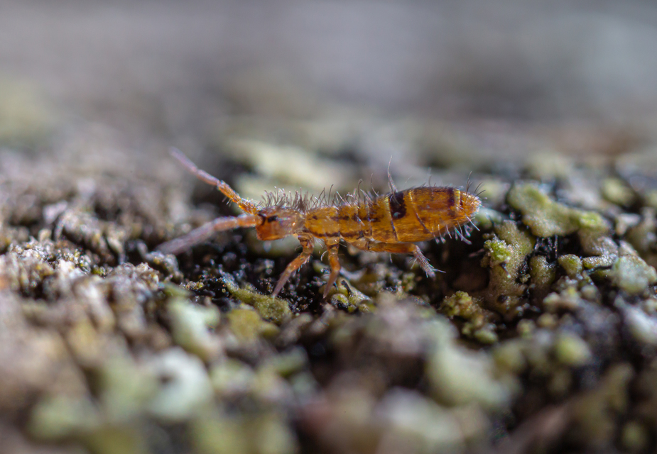 Collembola - Ugróvillások