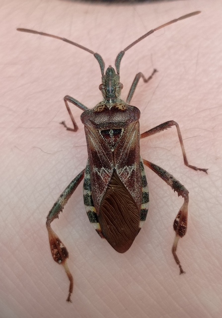 Leptoglossus occidentalis - nyugati levéllábú poloska Leptoglossus occidentalis - nyugati levéllábú poloska