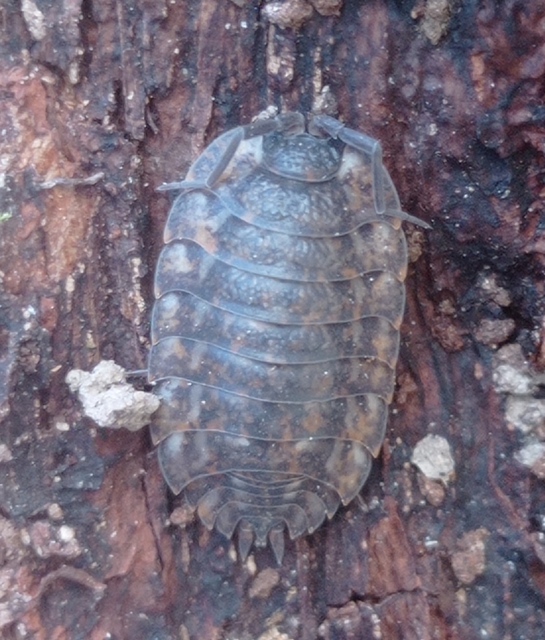 Porcellio dilatatus - széles ászka Porcellio dilatatus - széles ászka