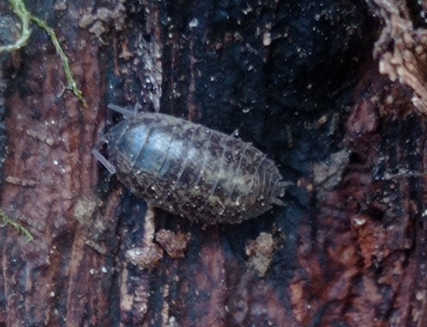 Protracheoniscus politus - közönséges erdeiászka