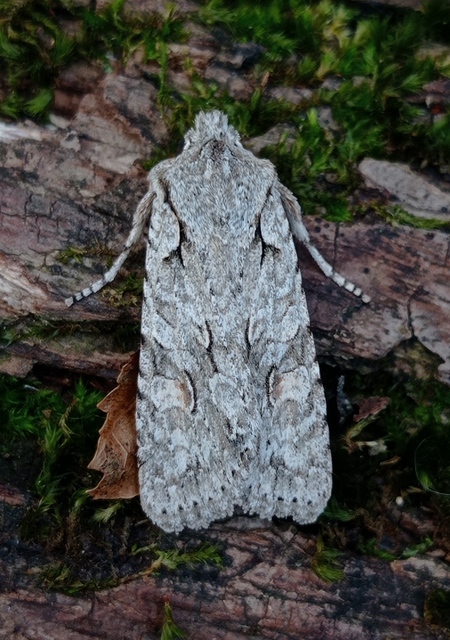 Lithophane ornitopus - közönséges fabagoly