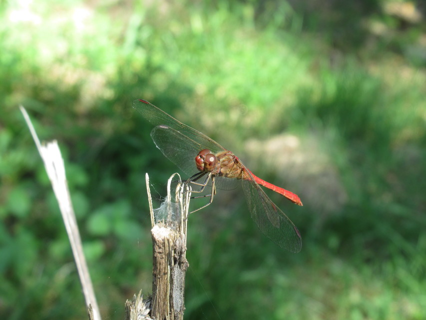 Sympetrum meridionale - fakó katona-szitakötő