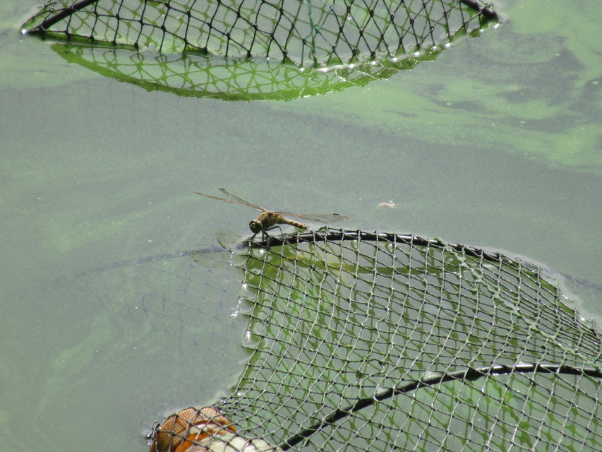 Orthetrum cancellatum - feketefarkú pásztorszitakötő