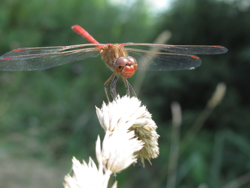 Sympetrum meridionale - fakó katona-szitakötő