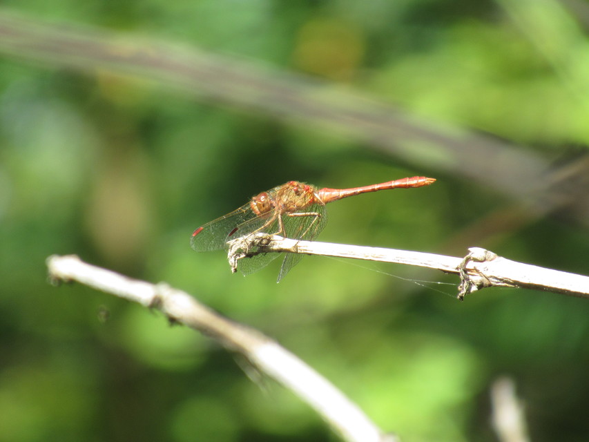 Sympetrum meridionale - fakó katona-szitakötő
