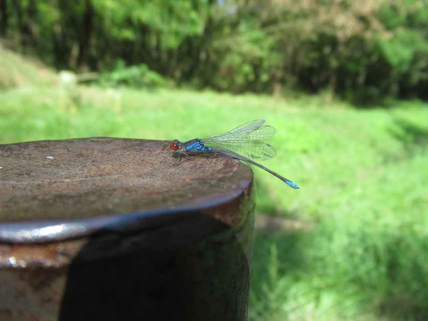 Erythromma viridulum - kis pirosszemű-légivadász