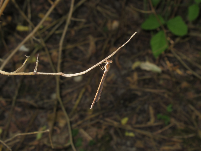 Sympecma fusca - téli rablószitakötő