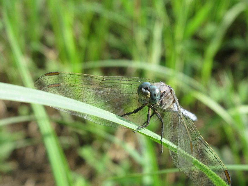 Orthetrum coerulescens - karcsú pásztorszitakötő