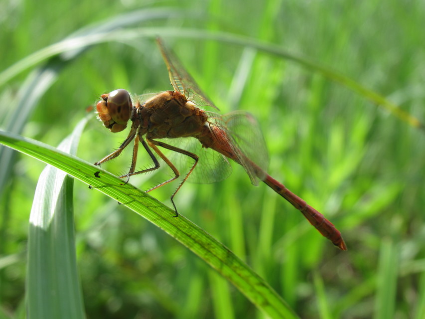 Sympetrum meridionale - fakó katona-szitakötő